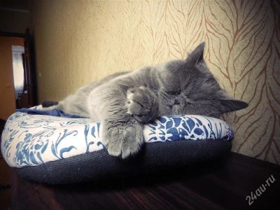 Лот: 1855467. Фото: 1. Пушистое чудо. Кошки, котята