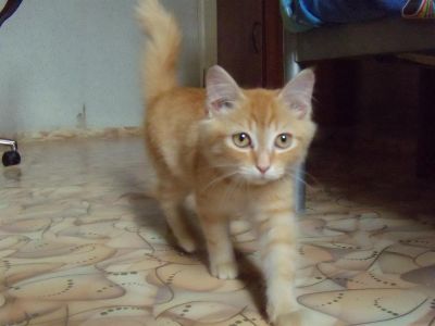 Лот: 3012068. Фото: 1. Рыжий котенок 2-3 месяца. Кошки, котята