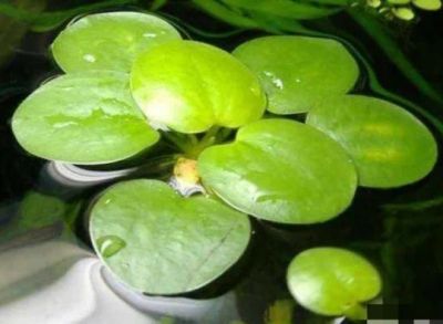 Лот: 18937736. Фото: 1. Аквариумное растение лимнобиум. Водные растения