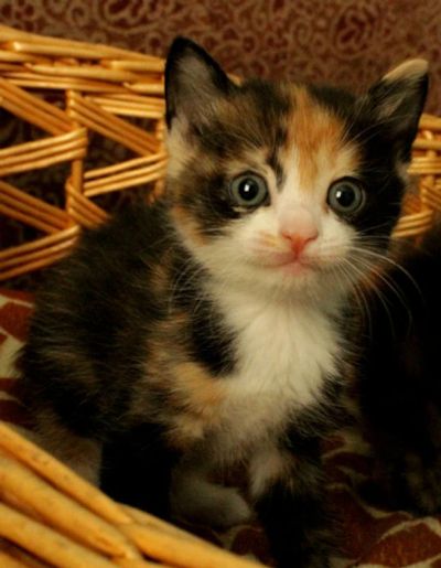Лот: 3209985. Фото: 1. курильский бобтейл девочка трехцветка. Кошки, котята