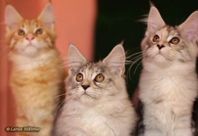 Лот: 9989142. Фото: 1. Котята Мейн-кун Продам -ОБМЕН... Кошки, котята