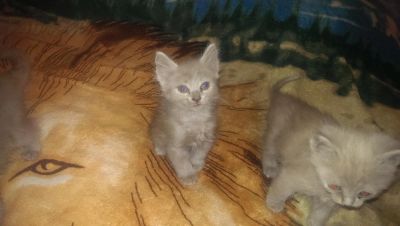 Лот: 7864220. Фото: 1. Отдам котят британцев. Кошки, котята