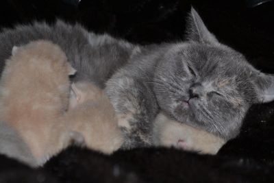 Лот: 3367800. Фото: 1. Очаровательные бриташки!;). Кошки, котята