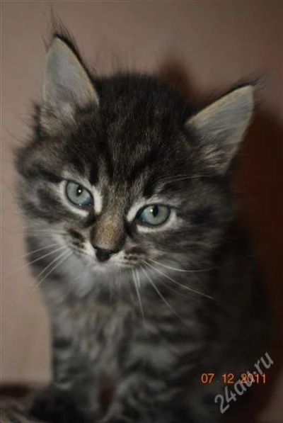 Лот: 1400783. Фото: 1. котенок красотуля. Кошки, котята