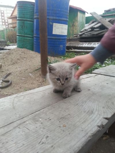 Лот: 6277173. Фото: 1. Отдам маленьких крошек в добрые... Кошки, котята