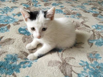 Лот: 6090048. Фото: 1. Отдам котёнка в добрые руки. Кошки, котята