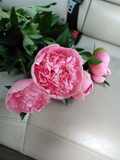 Лот: 18030746. Фото: 1. Пион сорт Etched Salmon. Садовые цветы