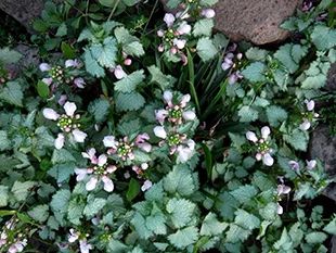 Лот: 7553449. Фото: 1. яснотка. Садовые цветы