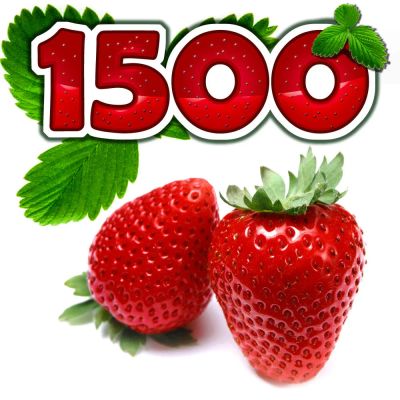 Лот: 9887646. Фото: 1. Свежая виктория (садовая клубника... Ягоды, орехи