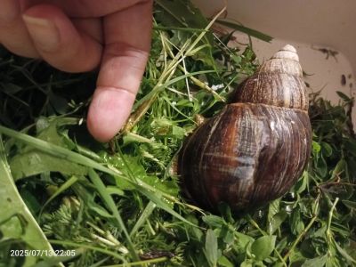 Лот: 25578888. Фото: 1. Большая улитка ахатина. Остальные животные