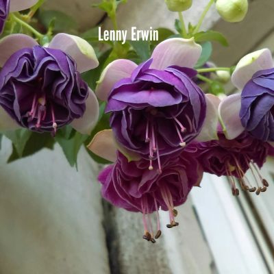 Лот: 19421012. Фото: 1. Фуксия Lenny Erwin. Горшечные растения и комнатные цветы