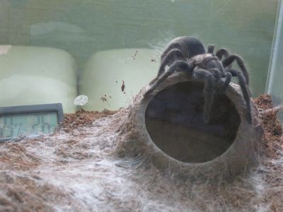 Лот: 3742488. Фото: 1. Grammostola pulchra + стеклянный... Остальные животные