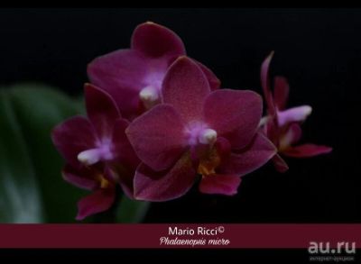 Лот: 13522388. Фото: 1. Орхидея мини бордовая. Горшечные растения и комнатные цветы