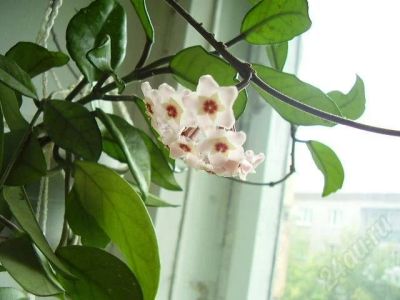 Лот: 538122. Фото: 1. продам хойю карноза. Горшечные растения и комнатные цветы