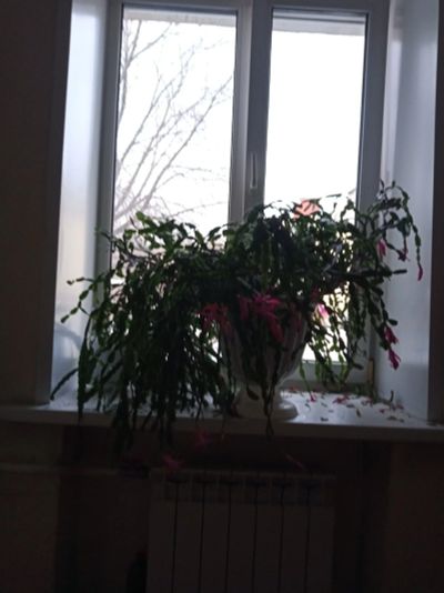 Лот: 15264621. Фото: 1. Цветок "декабрист". Горшечные растения и комнатные цветы
