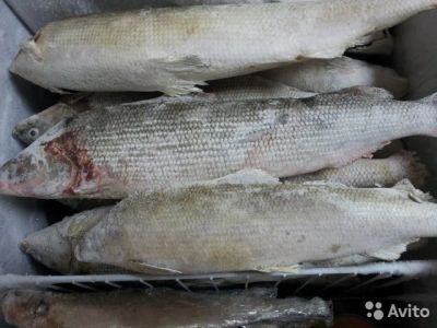 Лот: 6256620. Фото: 1. Северная рыба "Муксун". Икра, рыба, морепродукты