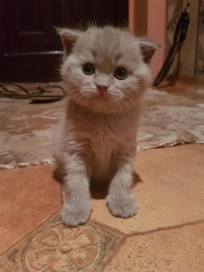 Лот: 7881735. Фото: 1. Продам британцев. Кошки, котята