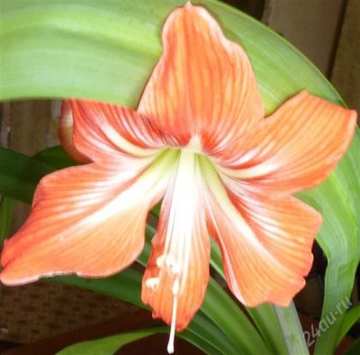 Лот: 2880919. Фото: 1. Hippeastrum striatum (луковица... Горшечные растения и комнатные цветы
