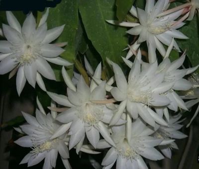 Лот: 11436293. Фото: 1. Эпифиллум белый (1). Горшечные растения и комнатные цветы