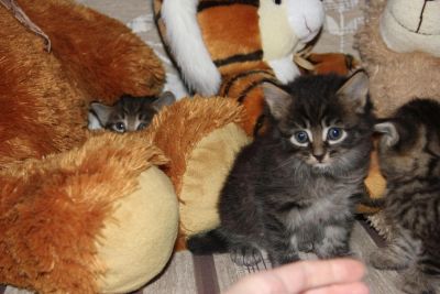 Лот: 4132210. Фото: 1. Котенок полосатый - мужик пушистый... Кошки, котята