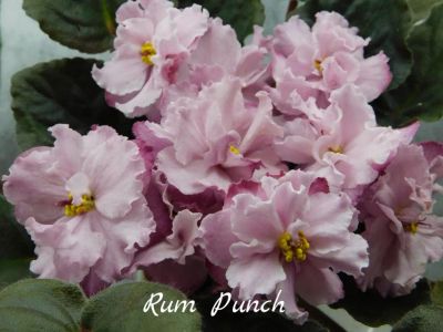 Лот: 5209227. Фото: 1. Фиалка сортовая Rum Punch лист. Горшечные растения и комнатные цветы