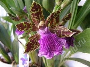 Лот: 772415. Фото: 1. Орхидея - зигопеталум. Горшечные растения и комнатные цветы