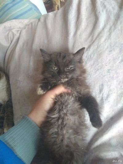 Лот: 13134537. Фото: 1. Британский котенок черный. Кошки, котята