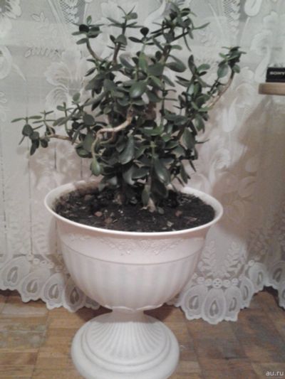 Лот: 13033086. Фото: 1. денежное дерево.продается в вазоне. Горшечные растения и комнатные цветы