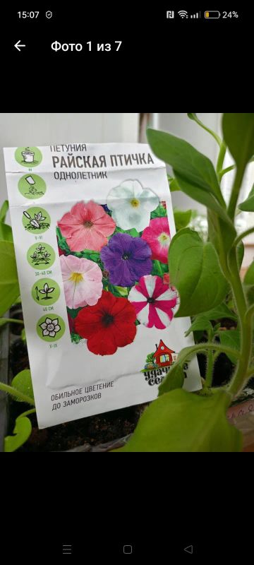 Лот: 25358692. Фото: 1. 🌱Петуния "Смесь окрасок", 'Крупноцветковая... Садовые цветы