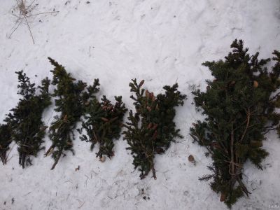 Лот: 15181124. Фото: 1. Букет еловых веток с шишками. Гирлянды, шарики, новогодние аксессуары