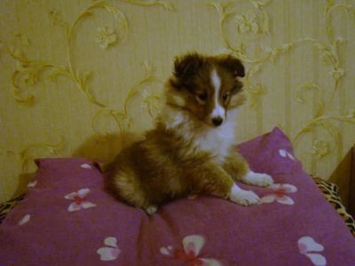 Лот: 4919761. Фото: 1. Продаётся щенок девочка Шелти. Собаки, щенки