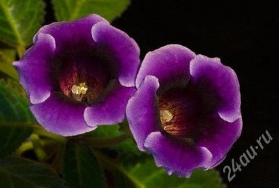 Лот: 431528. Фото: 1. листики синей глоксинии. Горшечные растения и комнатные цветы