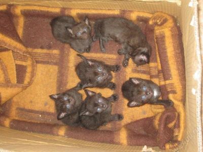 Лот: 128872. Фото: 1. котята сибирского крысолова. Остальные животные