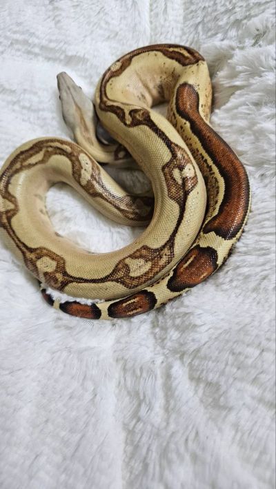 Лот: 2778807. Фото: 1. Императорский удав (Boa constrictor... Остальные животные