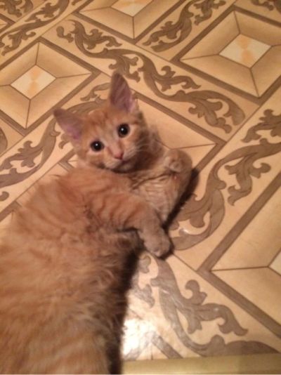 Лот: 6699533. Фото: 1. рыженький котенок (девочка). Кошки, котята