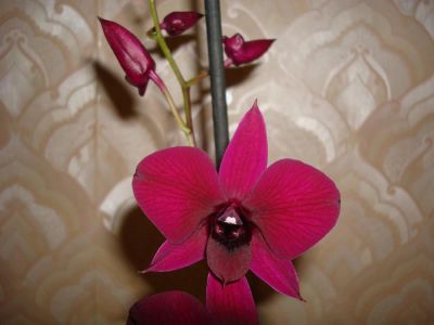 Лот: 3544553. Фото: 1. Орхидея дендробиум фаленопсис. Горшечные растения и комнатные цветы