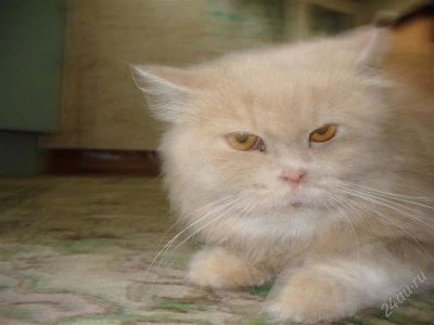 Лот: 1055368. Фото: 1. Кот. Остальные животные