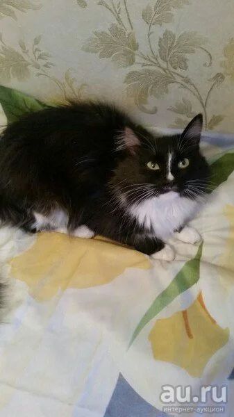 Лот: 8496308. Фото: 1. Кошечка Котяша в хорошие руки. Кошки, котята