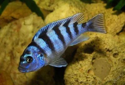 Лот: 16200454. Фото: 1. Псевдотрофеус Ломбардо (Pseudotropheus... Рыбки