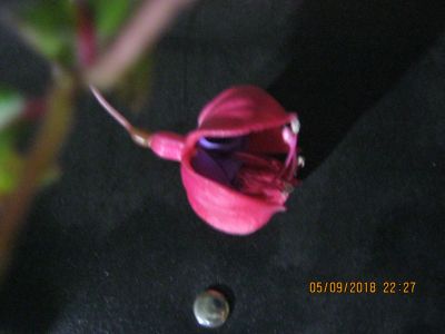 Лот: 12071001. Фото: 1. фуксия. Горшечные растения и комнатные цветы