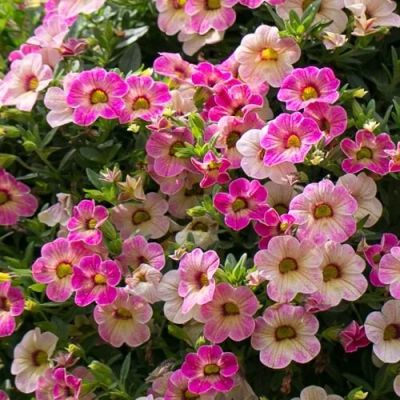 Лот: 17647879. Фото: 1. Калибрахоа OMBRE Blush. Садовые цветы