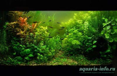 Лот: 3256646. Фото: 1. Набор растений,рыбки, улитки и... Водные растения