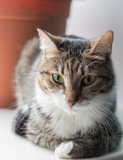 Лот: 6211593. Фото: 1. Отдам красивую кошечку в добрые... Кошки, котята