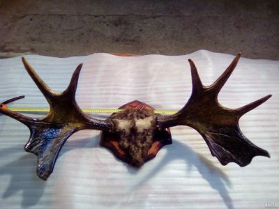 Лот: 13684973. Фото: 1. Рога лося. Чучела животных, рога, шкуры