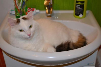 Лот: 3278269. Фото: 1. Отдам ласкового кота. Кошки, котята