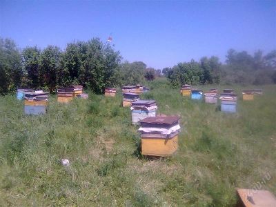 Лот: 1399825. Фото: 1. мёд алтайский 1литр _ 1,4кг... Мёд, продукты пчеловодства