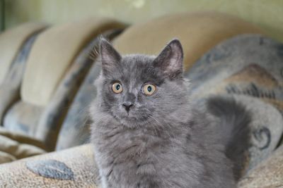 Лот: 4268184. Фото: 1. Котёнок. Кошки, котята