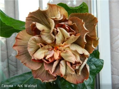 Лот: 7796958. Фото: 1. Гибискус сорт "NK Walnut". Горшечные растения и комнатные цветы