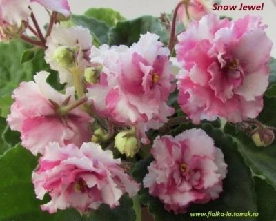 Лот: 11907482. Фото: 1. Фиалка Snow Jewel (детка). Горшечные растения и комнатные цветы