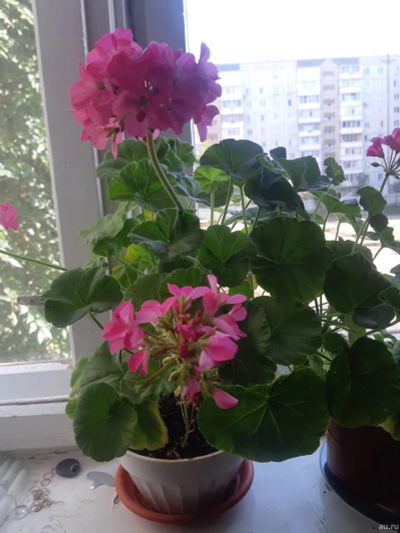 Лот: 16451514. Фото: 1. Герань розовая с 1рубля повторно. Горшечные растения и комнатные цветы